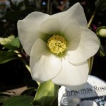 RIMG0947