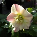 RIMG0949