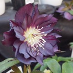 RIMG0954
