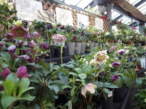 クリスマスローズ展始まりました！