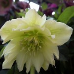 RIMG0966