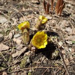 平成２７年度年間予定表ができました。