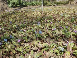 園内開花情報とテニスコートのお知らせ