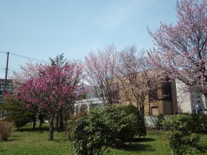 公園内の開花の様子