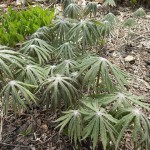 センターだよりと園内の開花状況