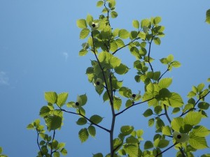 ハンカチの木に今年も花が！