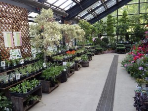 ハーブ展と開花情報