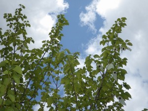 園内の開花情報