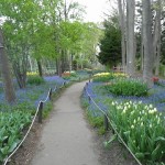 ムスカリの小径が