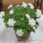 八重咲きエンレイソウ