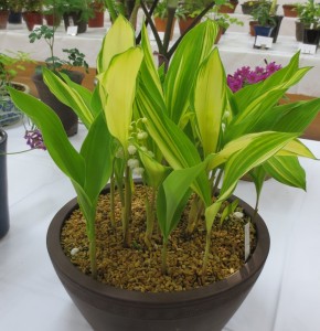 斑入りスズラン２