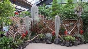 エアープランツ展～奇妙な植物たち～が始まります！