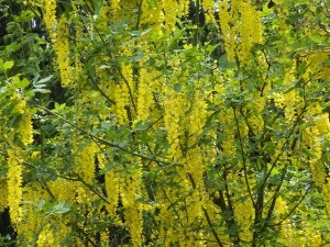 センターだより６月号をお届けします