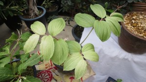 ギョウジャニンニク