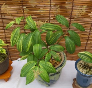 ギョウジャニンニク２a