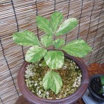 ヤマシャクヤク