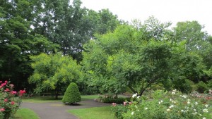 モクゲンジが咲き始めました！