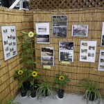 フォト展夏ひまわり