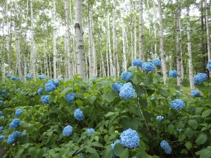 センターだより8月号をお届けします