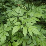 サラシナショウマ