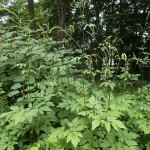 サラシナショウマ花