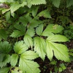 レンゲショウマ葉