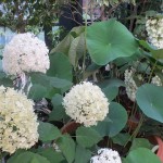 ｱﾅﾍﾞﾙと柏葉ｱｼﾞｻｲ