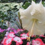 ﾊｲﾋﾞ・ﾊﾞｲﾛﾝﾒｯﾂ