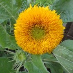 ﾋﾏﾜﾘ・ﾃﾃﾞｨｰﾍﾞｱ