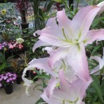 ﾕﾘ ｽﾀｰﾌｧｲﾔｰ