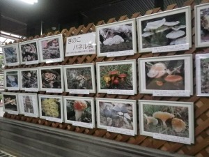 きのこパネル展と公園の花
