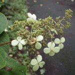 センターだより9月号ができました