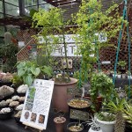 豊平サボテンと多肉植物展 (1)