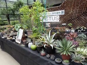 豊平サボテンと多肉植物展 (2)