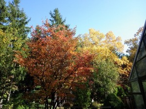 園内紅葉情報