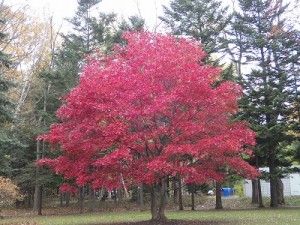 センターだより１１月号と園内の紅葉