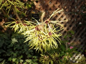 センターだより2月号と展示温室の様子