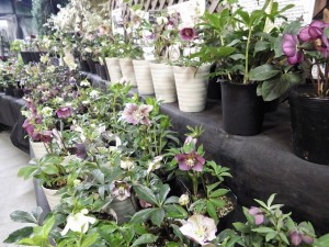 クリスマスローズ展とセンターだより