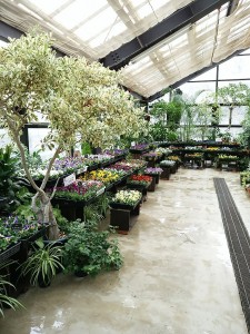 いよいよ春のパンジー・ヴィオラ展が始まります！！