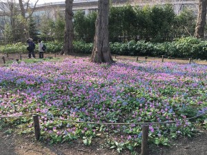 野草園のカタクリが最盛期を迎えました！