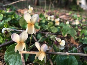 IMG_4888 - コピー