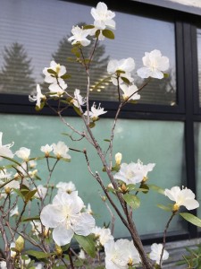 IMG_4889 - コピー