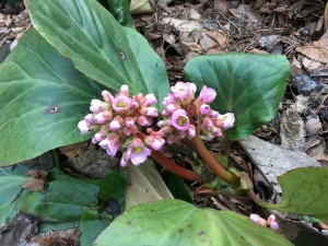 IMG_4892 - コピー