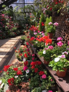 午後の温室と園内の様子