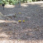 春一番の開花情報