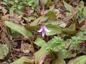 カタクリの一番花他の開花情報と展示温室情報
