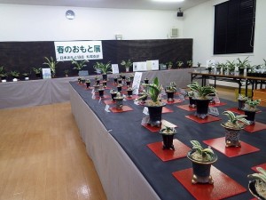 「おもと春季展」と園内のサクラ