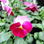 ｲﾁｺﾞｼｮｰﾄ