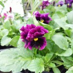 ﾌﾘｽﾞﾙｼｽﾞﾙﾊﾞｰｶﾞﾝﾃﾞｨｰ