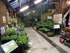 「野菜展」が始まります。